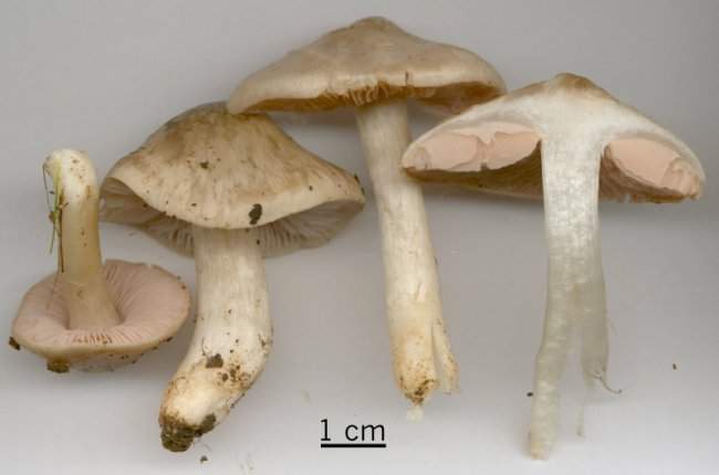 Entoloma prunuloides